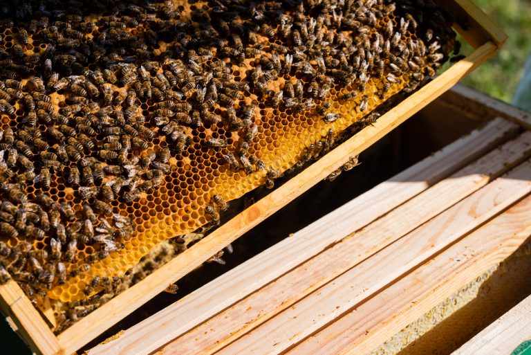 Aprueban el uso de la primera vacuna para abejas en la historia