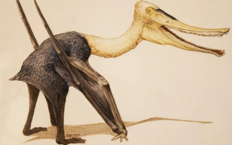 Científico del Museo del Desierto y paleontólogos internacionales descubren nueva e inusual especie de reptil volador