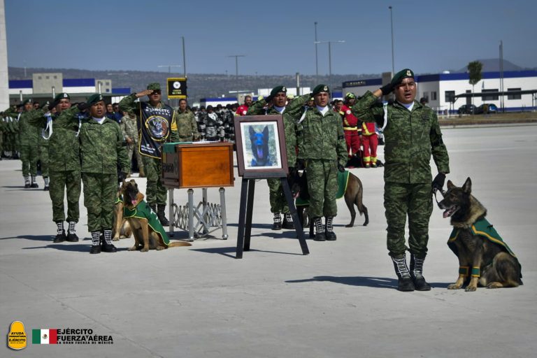 Erigirán en Estambul un monumento a Proteo, el perro rescatista