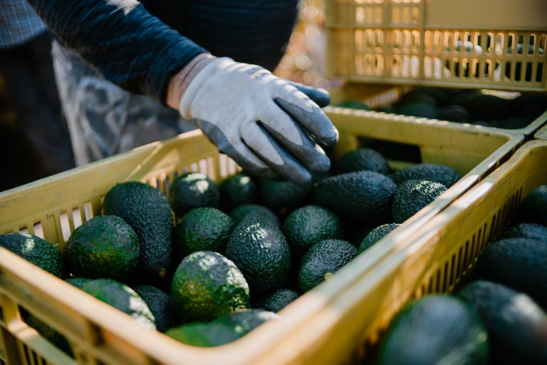 Cada 7 minutos salió un camión con aguacate mexicano para EU