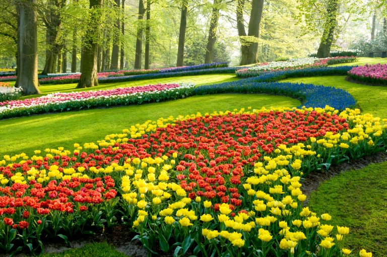 Los campos de flores más impresionantes del mundo