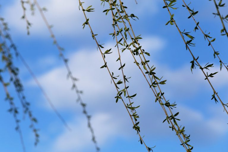 Equinoccio de primavera ¿A qué hora comienza en México?