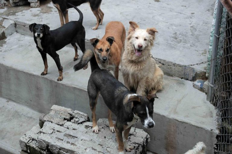 Hay 2 millones de perros en Coahuila; Saltillo y Torreón con más callejeros