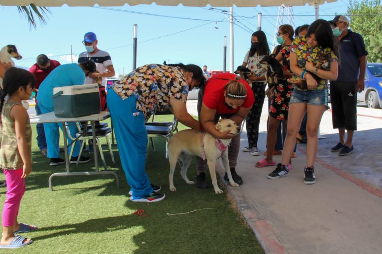 Invitan a extremar cuidados con mascotas