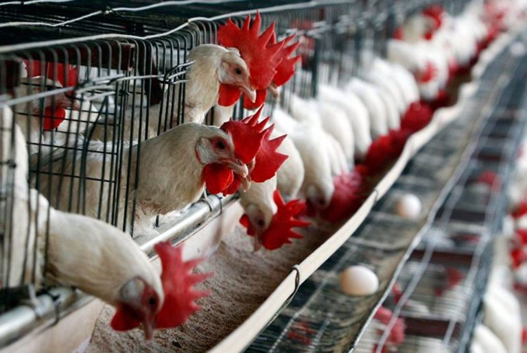 Ante brotes de influenza aviar H5N1 debemos estar preparados