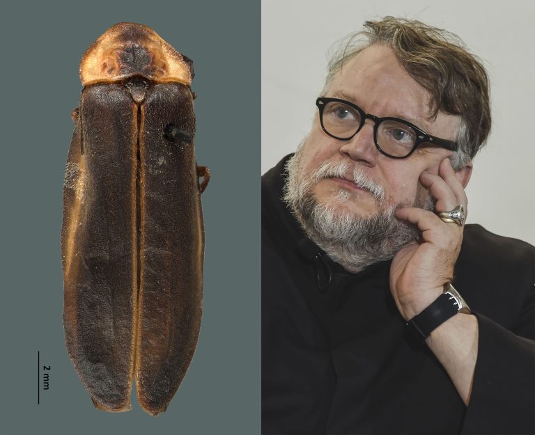 Brilla el nombre del cineasta mexicano Guillermo del Toro, en nueva especie de luciérnaga