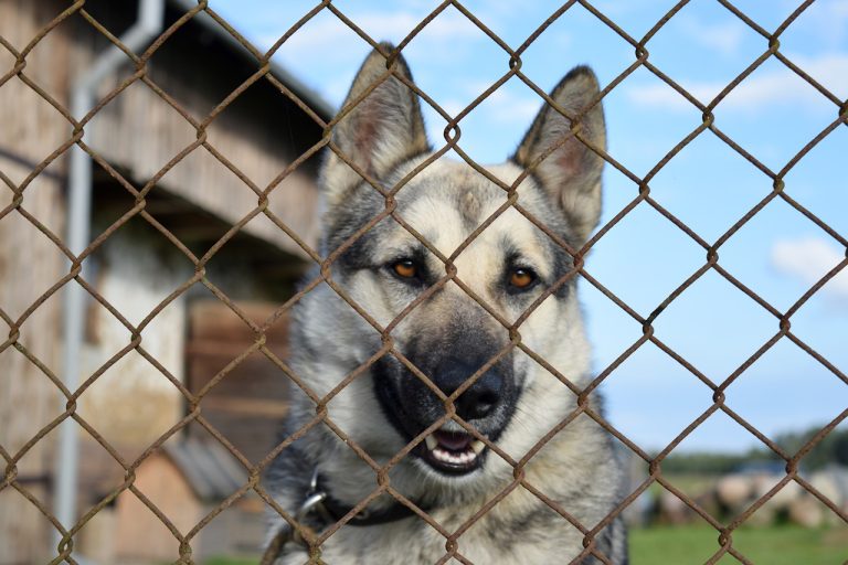 Posibilita Control Canino de Saltillo orientación legal gratuita para denunciar casos de maltrato animal 