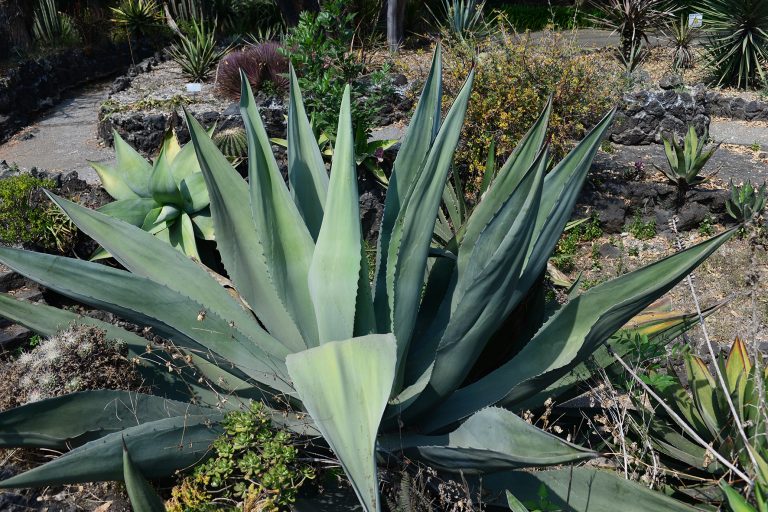 Pulque, más que una bebida alcohólica