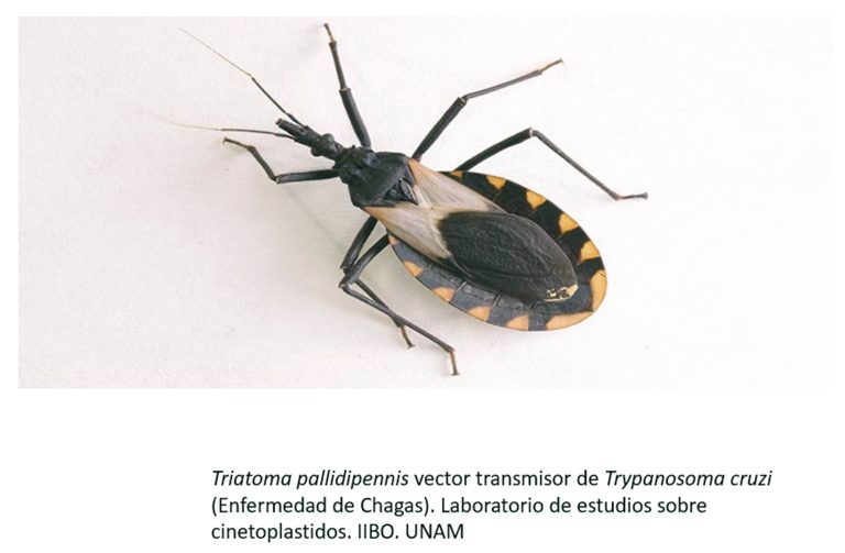 Faltan más campañas para enfrentar la enfermedad de Chagas en México