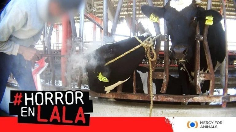 Acusan a grupo Lala de ejercer violencia contra los animales