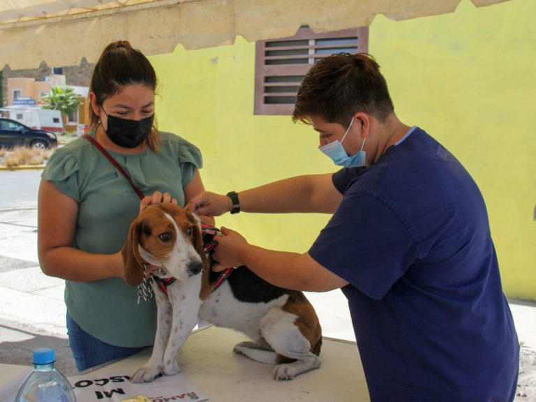 Convocan a jornada de vacunación gratuita para mascotas