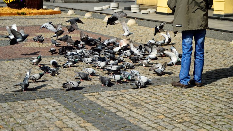 Multan a mujer en España por darle de comer a centenares de palomas