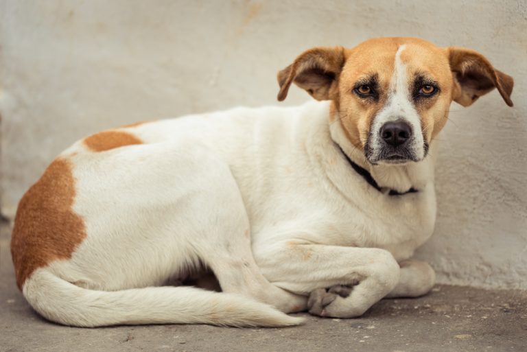 En México, 7 de cada 10 animales de compañía son maltratados