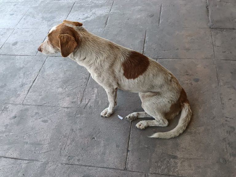 Ante altas temperaturas, piden a saltillenses facilitar agua a perros callejeros y resguardar a los que estén en casa