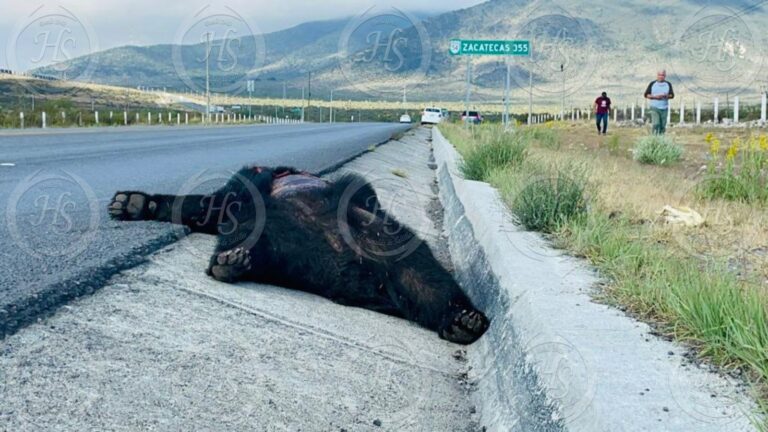 Hallan a oso sin vida; habría sido atropellado por camión de carga