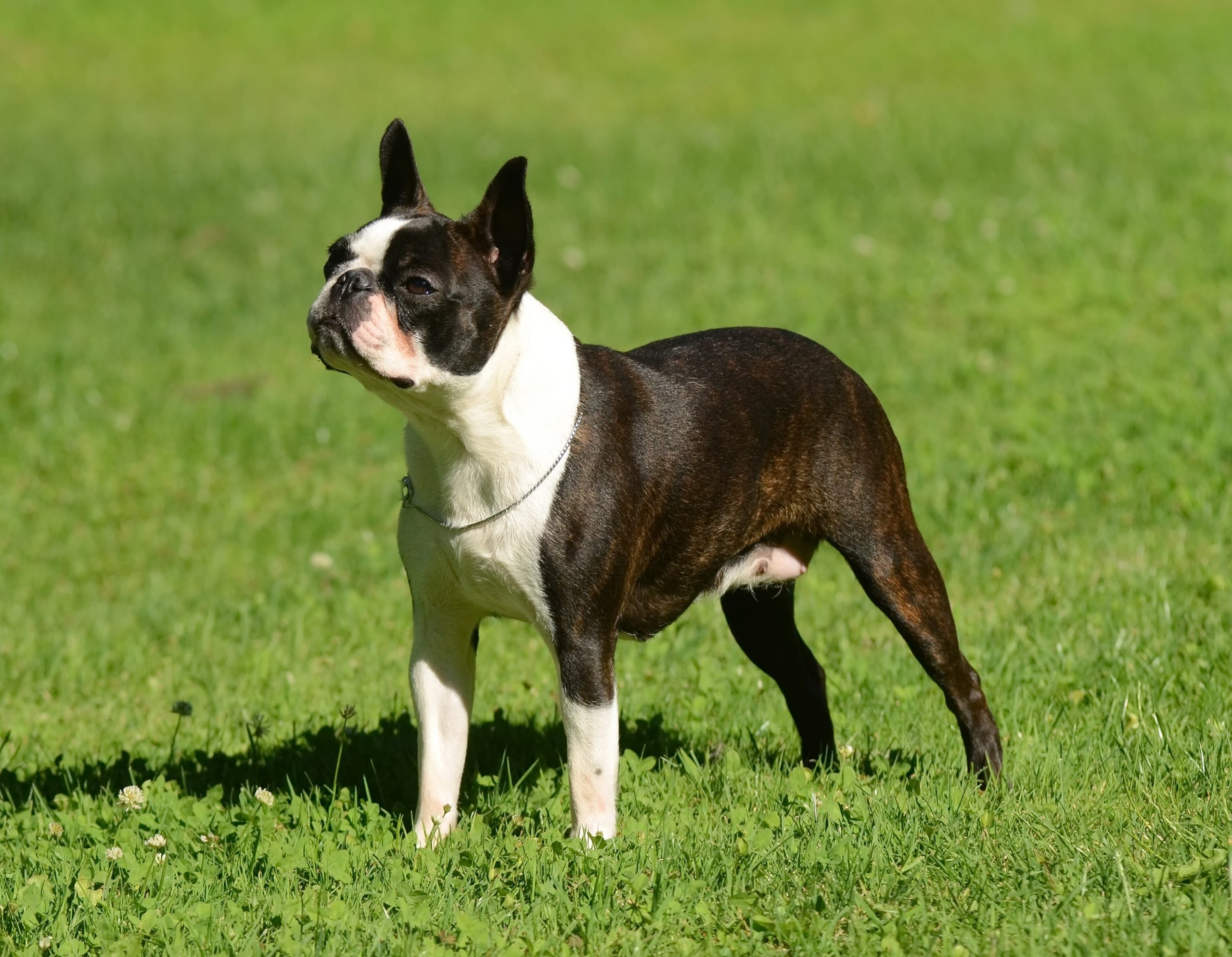 son los boston terriers perros nerviosos