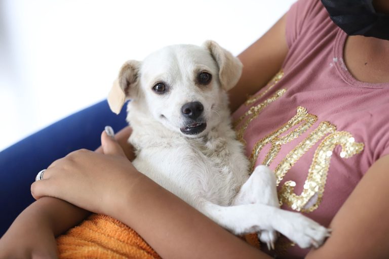 También las mascotas pueden sufrir el golpe de calor; tome precauciones: Salud Pública de Saltillo