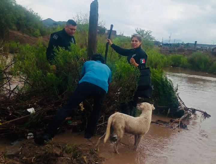¡Se disfrazan de héroes!  Policía Ambiental y PC evitan tragedias en Saltillo y Ramos Arizpe