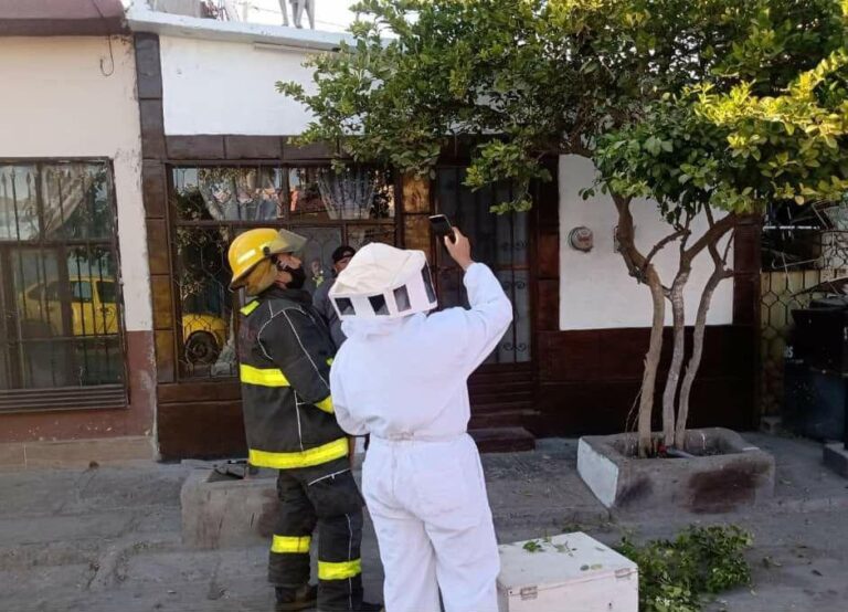 Ante reportes de enjambres Bomberos de Torreón preservan la vida de las abejas