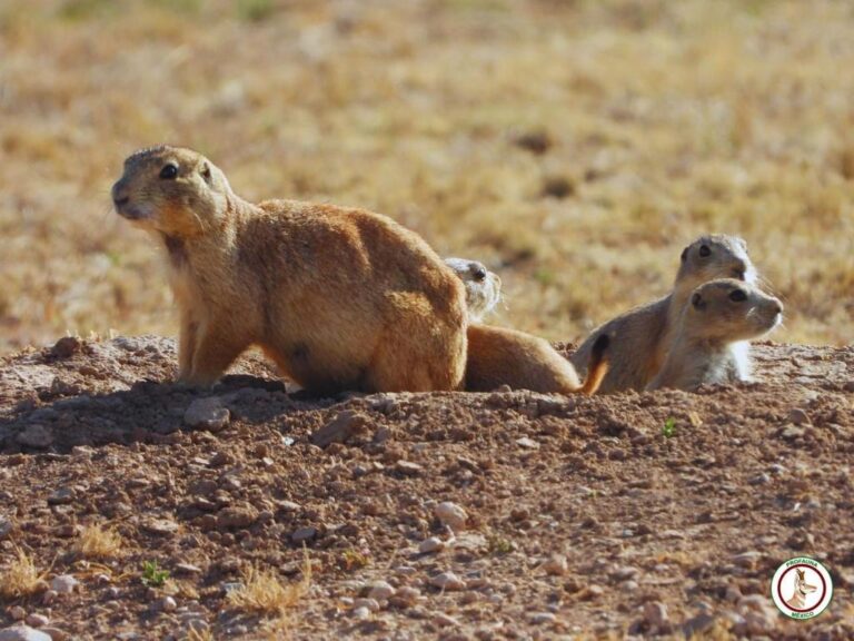 Dan resultados acciones de conservación del perrito de la pradera