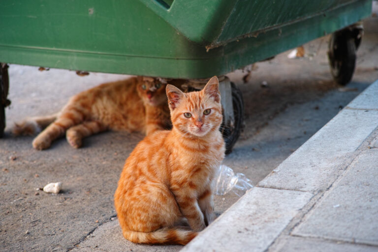 Alerta la OMS sobre el mayor brote de gripe aviar en gatos registrado en el mundo