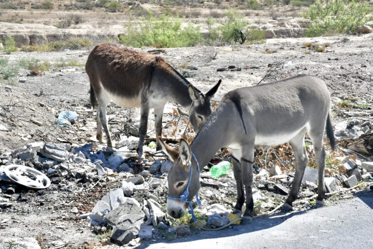 Basurero clandestino atrae asnos y fauna nociva en Santa Luz Analco; vecinos solicitan apoyo de autoridades 