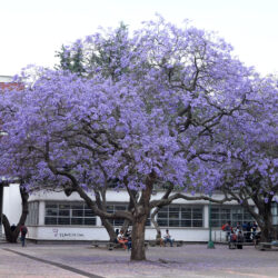 el árbol