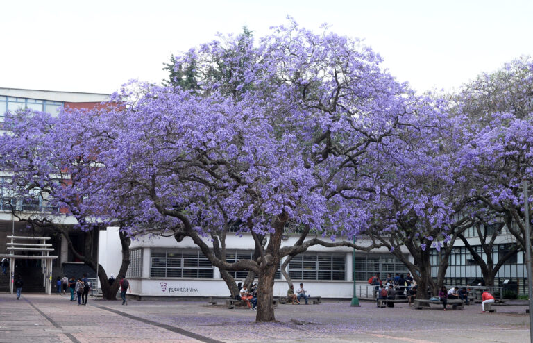 El árbol idóneo es aquel que crece y se adecúa de manera natural en su sitio de origen