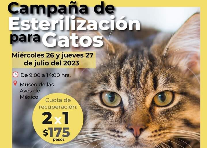 Habrá este miércoles 26 y jueves 27 de julio esterilización de gatos al 2 x 1 en el MUSAVE