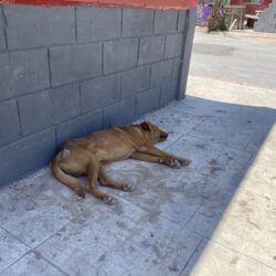 n ha acumulado gran cantidad de basura, misma que ha obstruido el paso peatonal en la banqueta del sector en mención.4