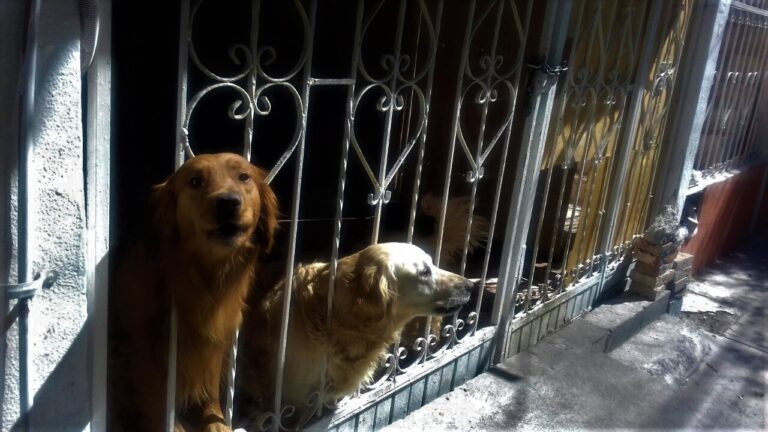 “Olvidan” dueños a sus perros en mudanzas, atiende ADAC hasta 10 casos de abandono por mes en Saltillo 