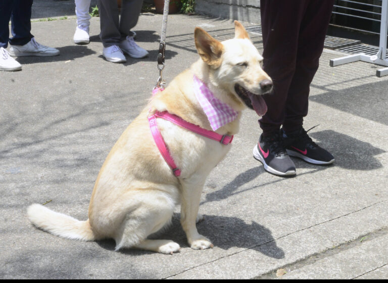 Un mito, las razas agresivas de perros 