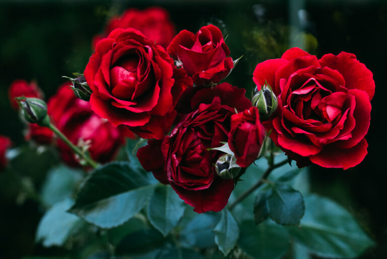 Pequeño manual para entender el lenguaje de las rosas