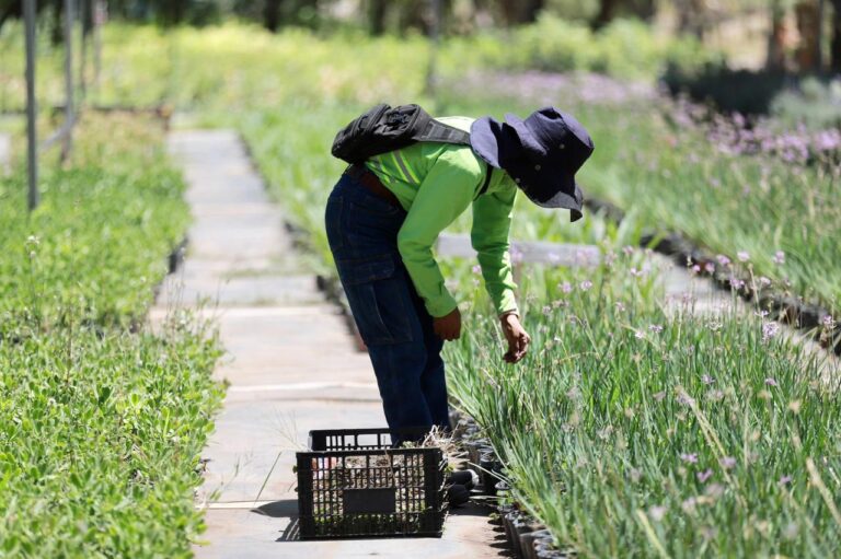 Produce vivero municipal de Saltillo arbolado para reforestaciones