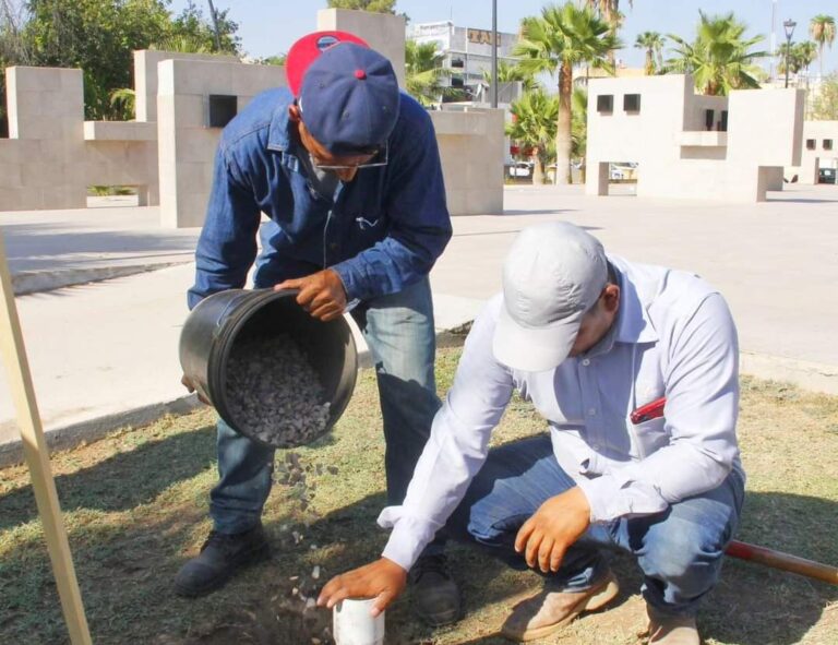 Reforestan la Alameda Zaragoza de Torreón con 150 especies de mezquite