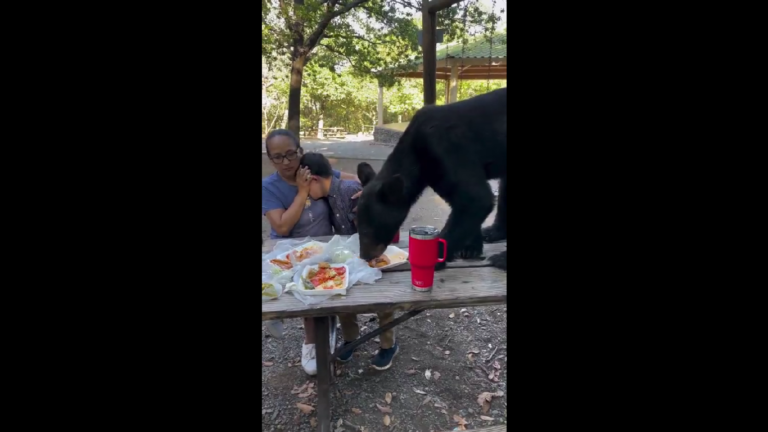 Momentos de tensión vivió una familia cuando un oso negro aparece en su picnic en el Parque Chipinque