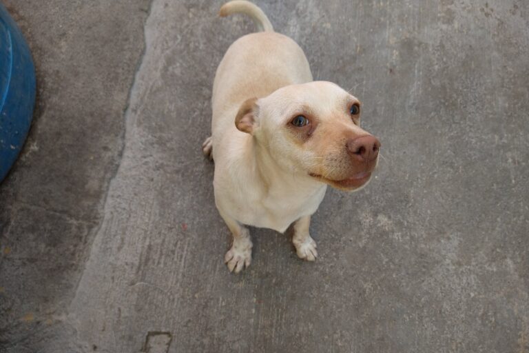 Piden animalistas evitar uso de pirotecnia en festejos patrios para evitar daños a mascotas