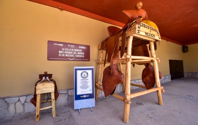 Inauguran exhibición de la montura más grande del mundo, en el Museo del Desierto de Saltillo