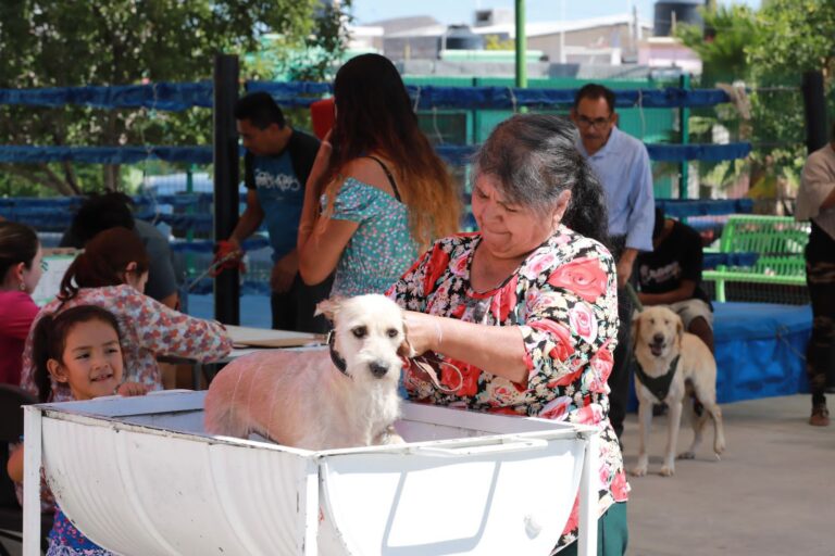 Previenen rickettsia; desparasitan más de mil 300 mascotas