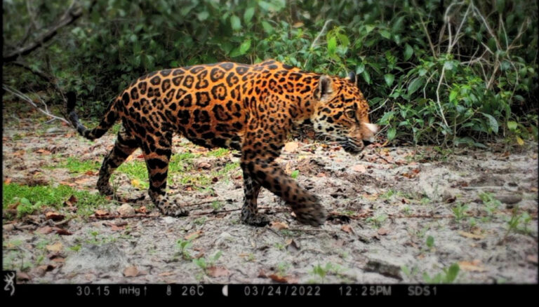 Guardianes de animales en peligro de extinción en ambos extremos bajo una “nube”