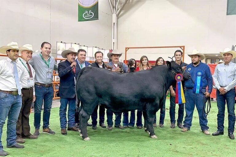 Toro criado en Coahuila rompe récord nacional; lo subastan en 200 mil pesos