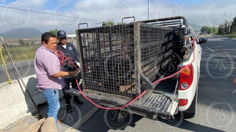 Arrollan a oso en la carretera Saltillo-Zacatecas