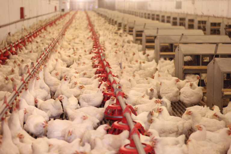 México se declara territorio libre de gripe aviar H5N1