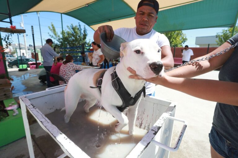 Refuerza Saltillo campaña contra garrapata; invitan a desparasitar mascotas