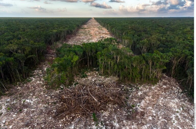 Obras del Tren maya han derribado más de 10 millones de árboles, señalan ambientalistas