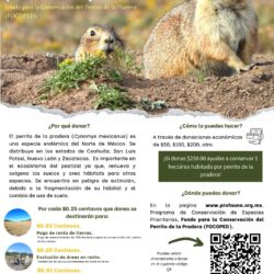 Crea Profauna Fondo para la Conservación del Perrito de la Pradera, invita a sumarse 2