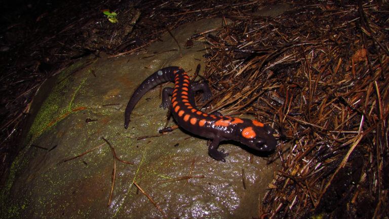 México, segunda nación en extinción de especies de anfibios