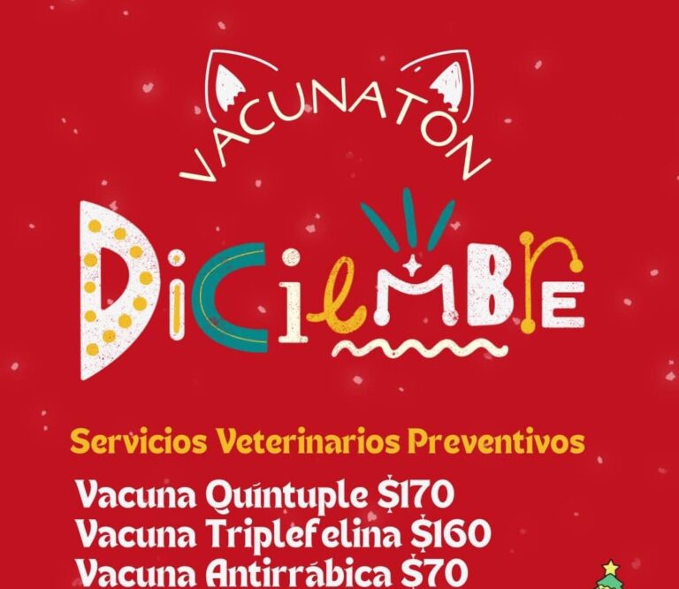 Este domingo invitan a participar en el vacunatón navideño para mascotas 