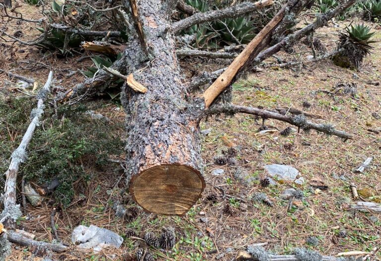 Evidencian tala clandestina en Sierra de Arteaga