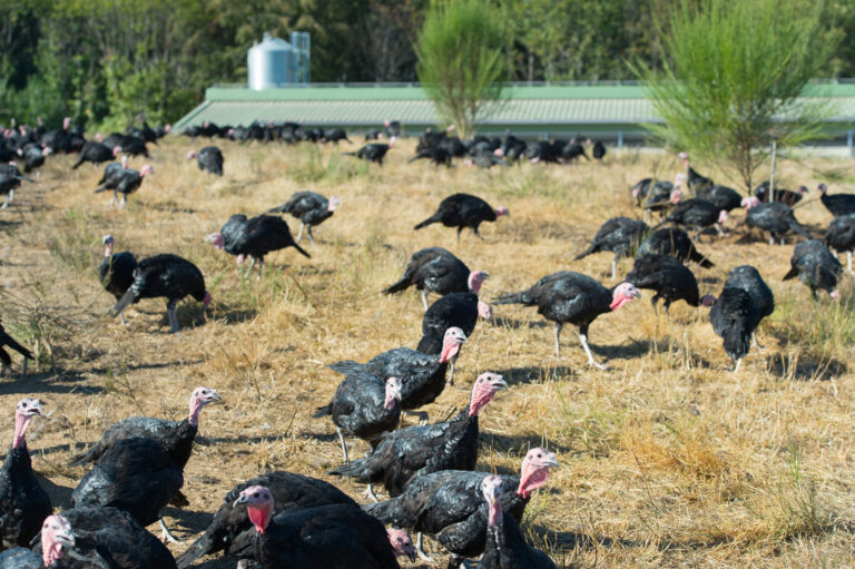 Francia eleva alerta por gripe aviar tras contaminación de granja de pavos